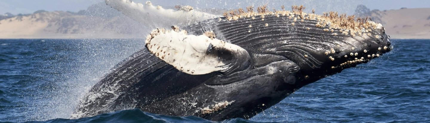 Mike doherty J Rsl wf C 9 A unsplash